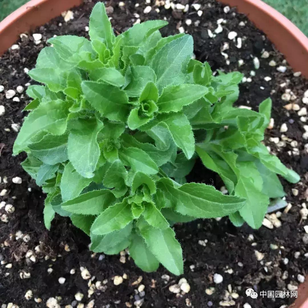 风铃草欣赏,风铃草的生长特点