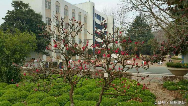 生态教育促成长浓墨重彩绘华章——记阔步前进中的洪山镇中心学校