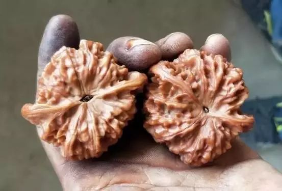 文玩核桃先挂瓷还是先包浆,文玩核桃纯刷能包浆玉化吗