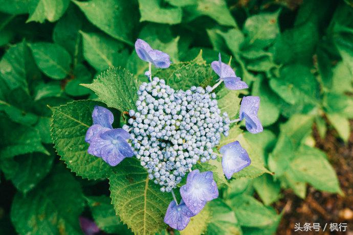 日本秘汤之旅,日本秘汤温泉