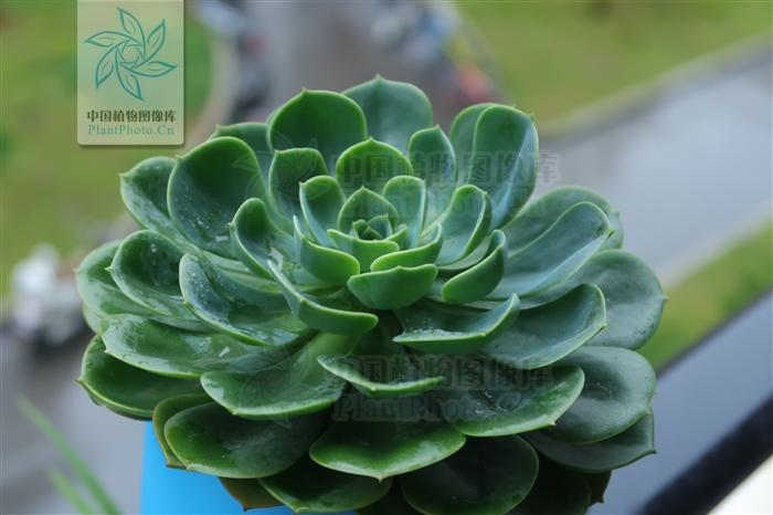 月季香槟玫瑰,月季玫瑰蔷薇你分得清吗