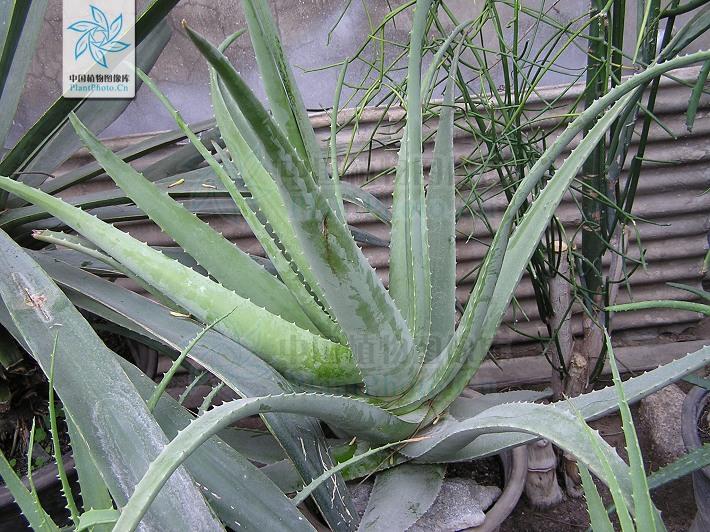 月季香槟玫瑰,月季玫瑰蔷薇你分得清吗