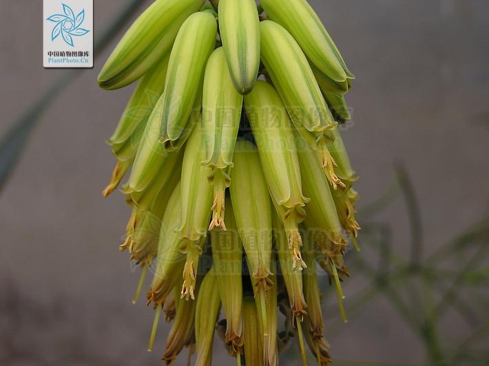 月季香槟玫瑰,月季玫瑰蔷薇你分得清吗