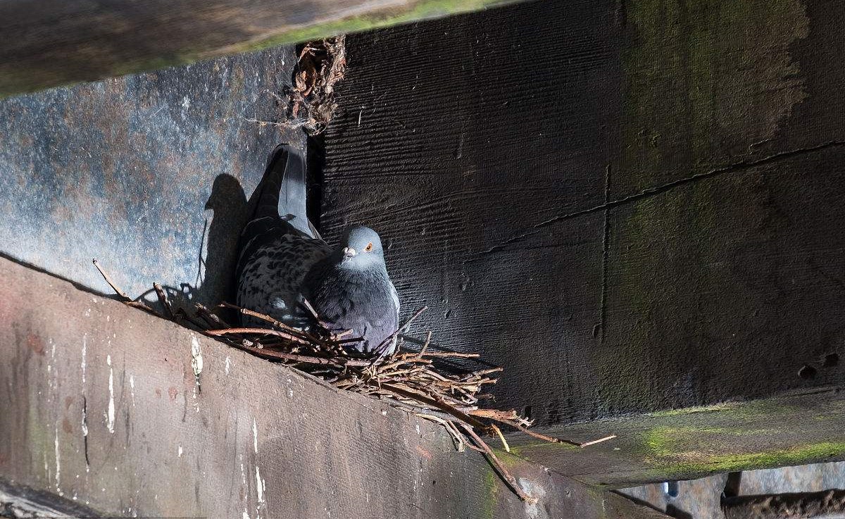 飞鸽传书对应的是什么,飞鸽传书真的能做到吗