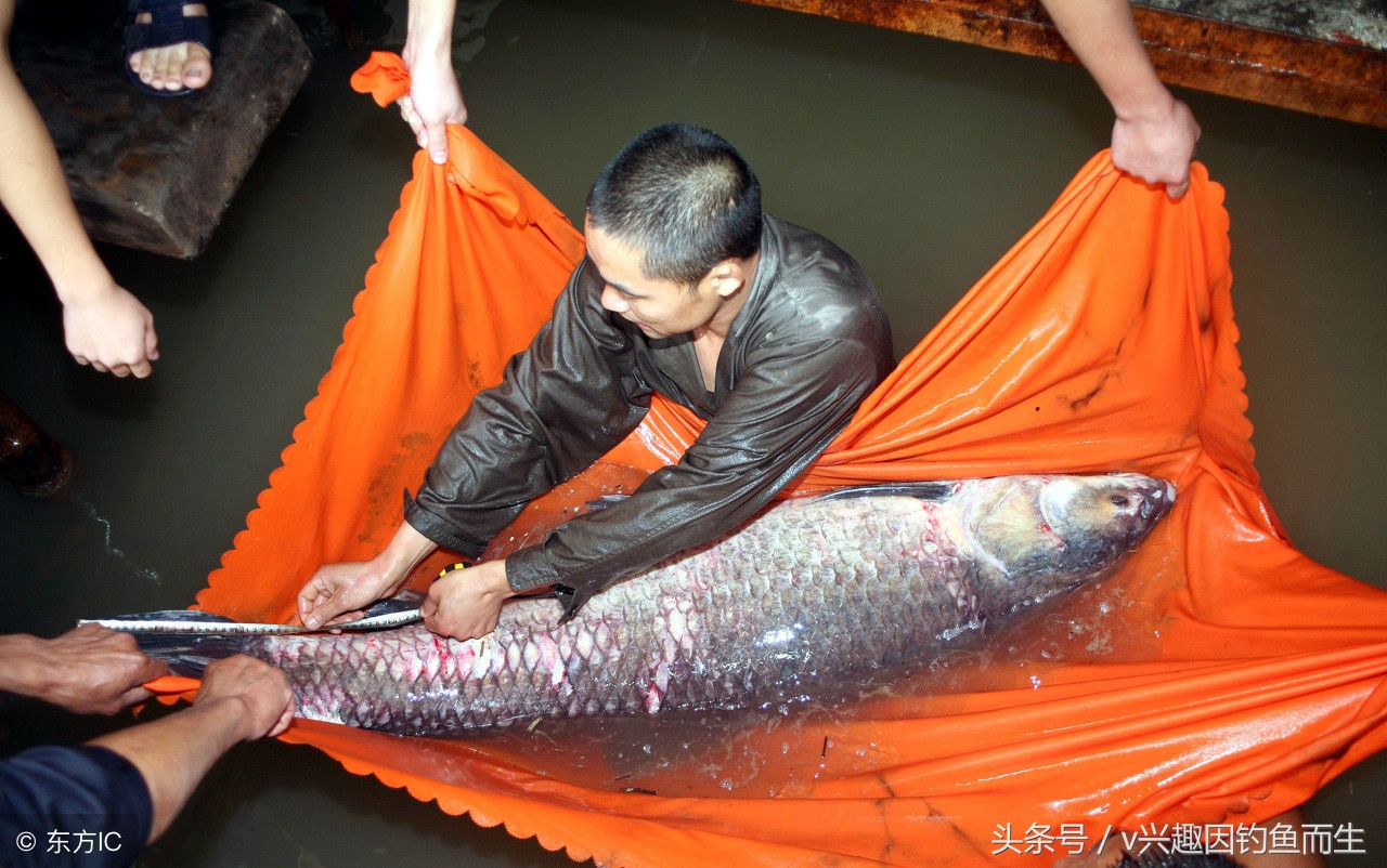 钓到大鱼不想爆竿怎么办,钓到大鱼钓不上来怎么办