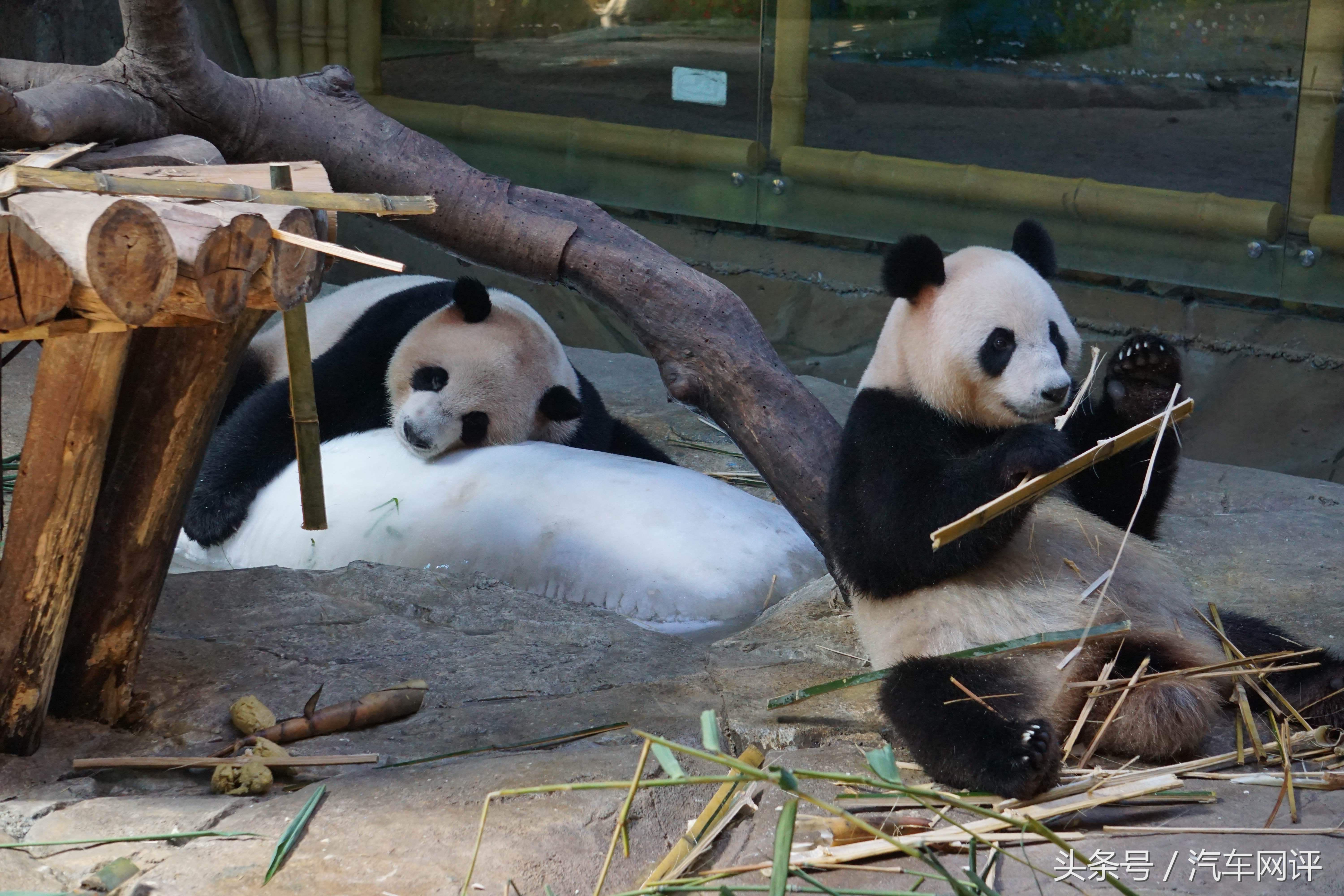 驾着宝马530Le去游玩长隆野生动物世界是一种怎样的体验？