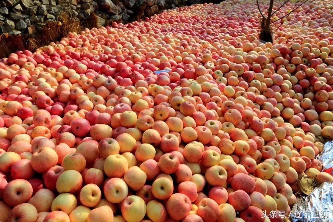 辽宁粮食节直播,辽宁卫视丰收节现场直播