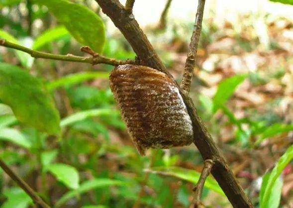 朱良春肾病药方,朱良春最新治肾病药