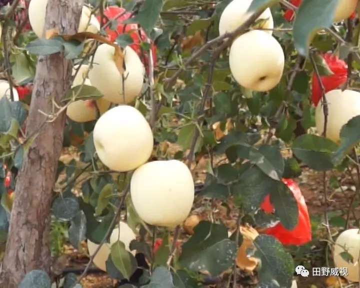 红将军苹果膨果,红将军苹果红富士