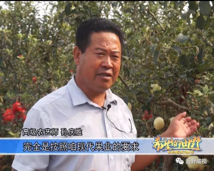 红将军苹果膨果,红将军苹果红富士