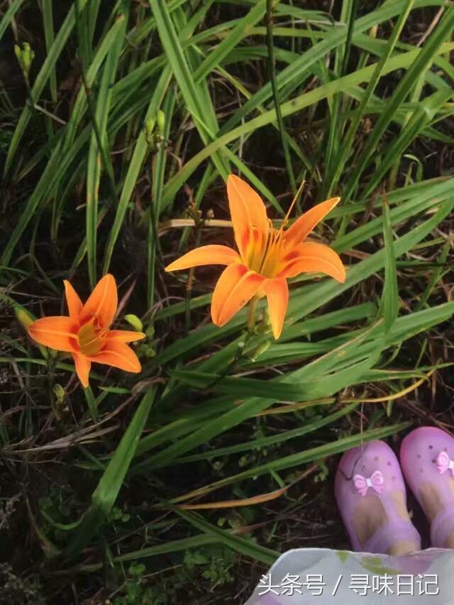 鲜花能做什么美食,鲜花可以用来做什么吃的