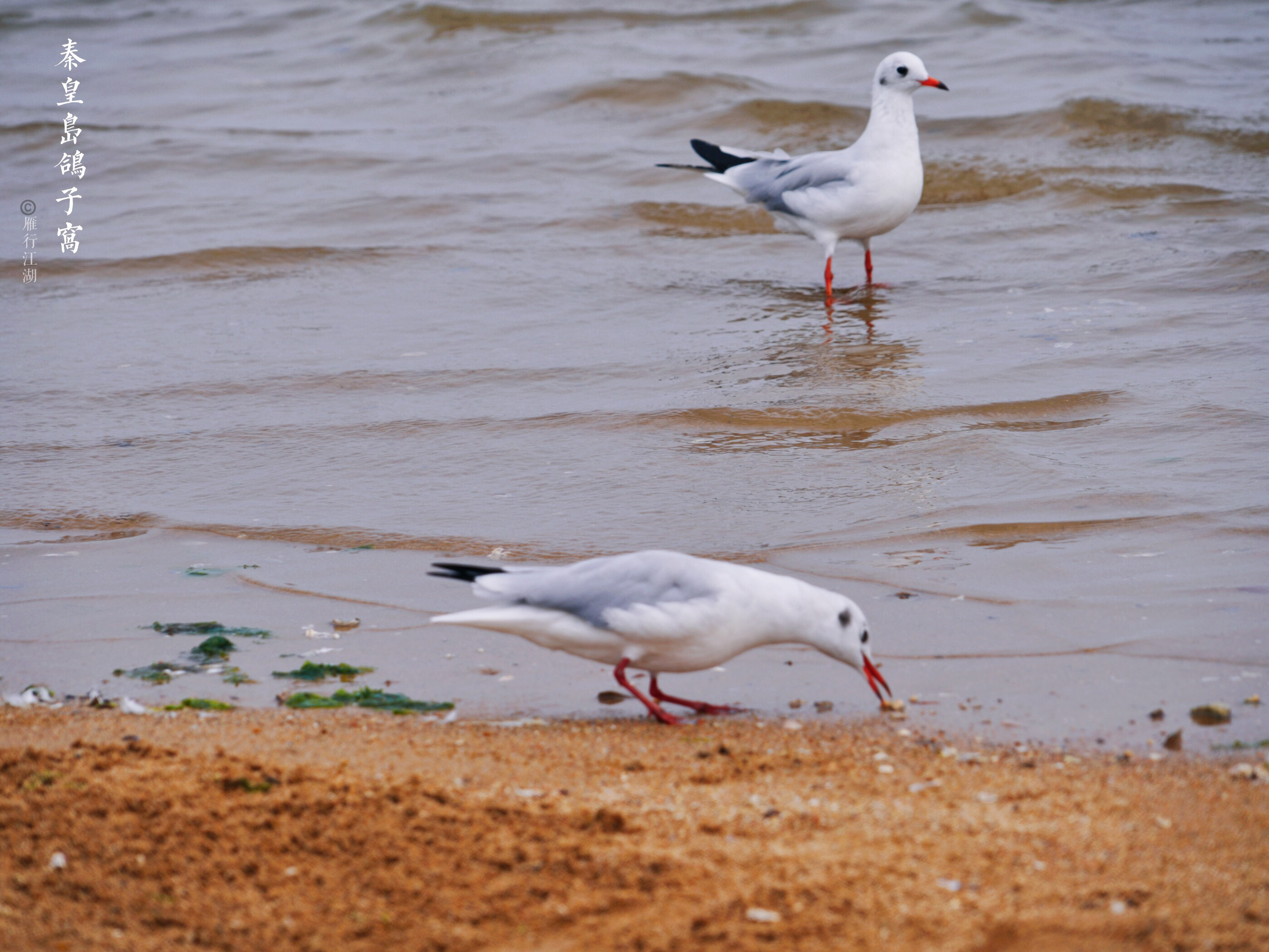 秦皇岛鸽子窝看日出攻略,秦皇岛动物园到鸽子窝