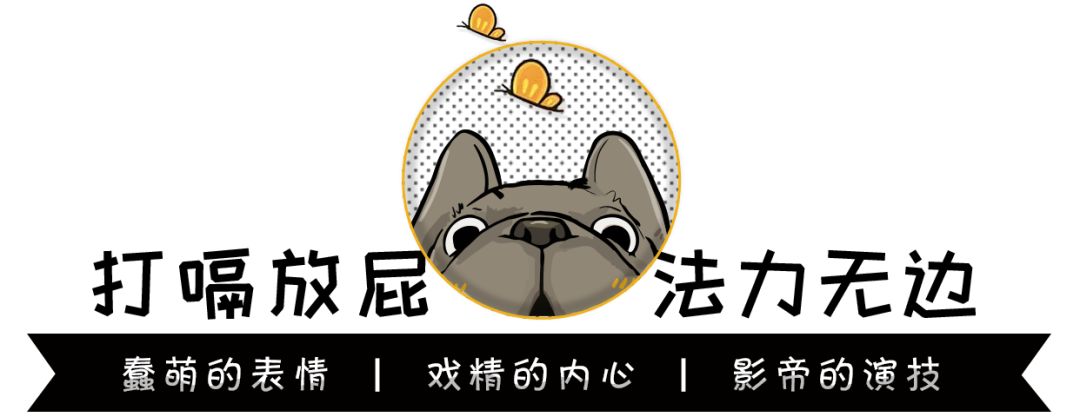 法斗幼崽怎么养,法斗幼犬喂养指南