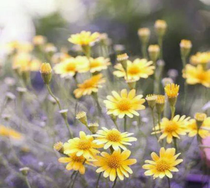 时光荏苒岁月如梭莫要蹉跎岁月,匆匆岁月唯有时光不可辜负