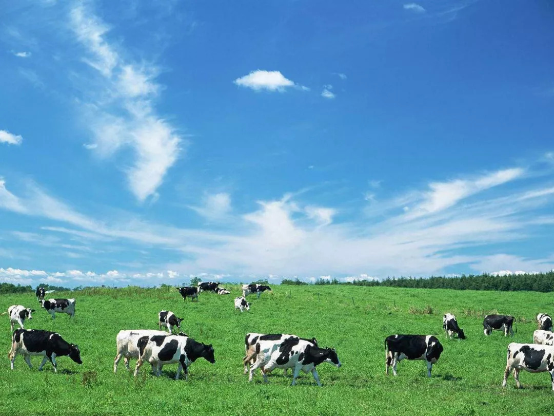 好喝日本奶茶,最好喝的日本奶茶