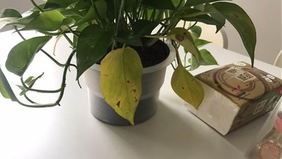 光触媒除甲醛是否真的靠谱,光触媒除甲醛是否靠谱原创