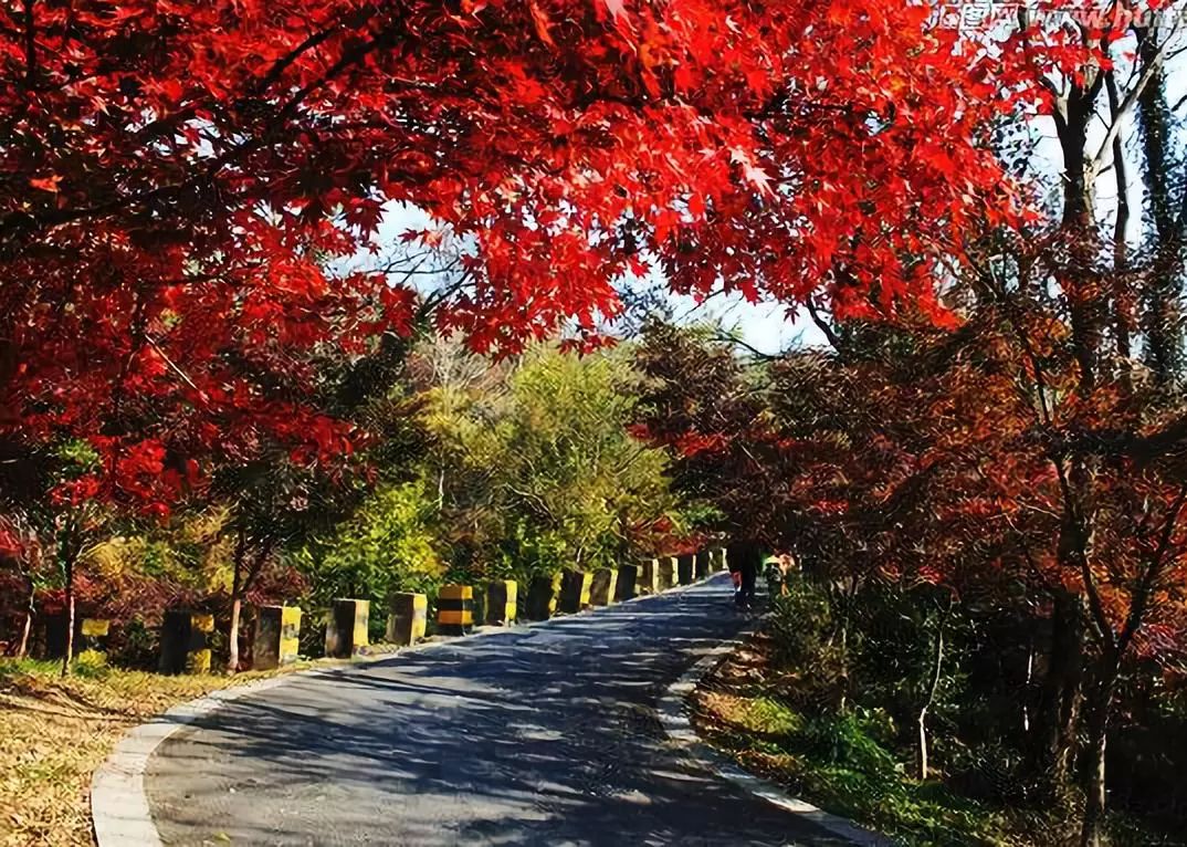 敦化寒葱岭红叶谷风景,吉林红叶最新视频