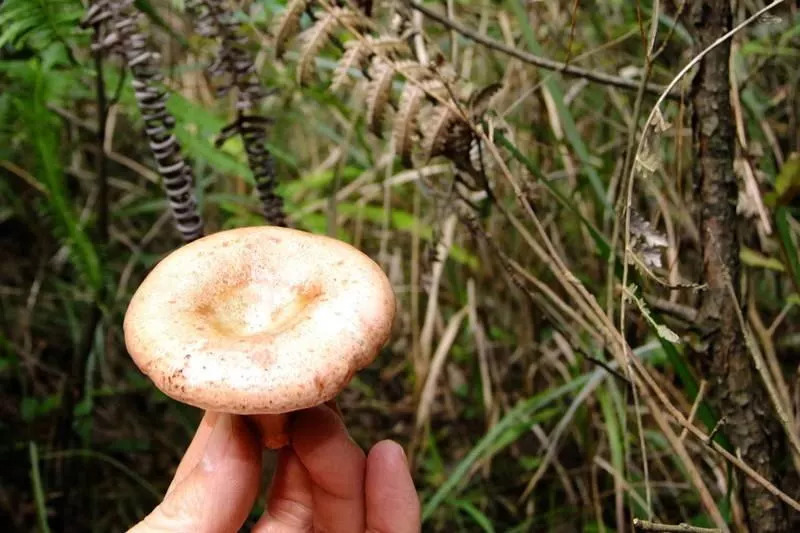 敦化寒葱岭红叶谷风景,吉林红叶最新视频