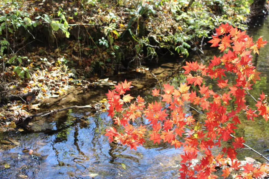 敦化寒葱岭红叶谷风景,吉林红叶最新视频
