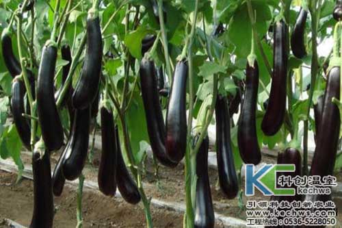 无土栽培蔬菜对人有害吗,家庭无土栽培蔬菜