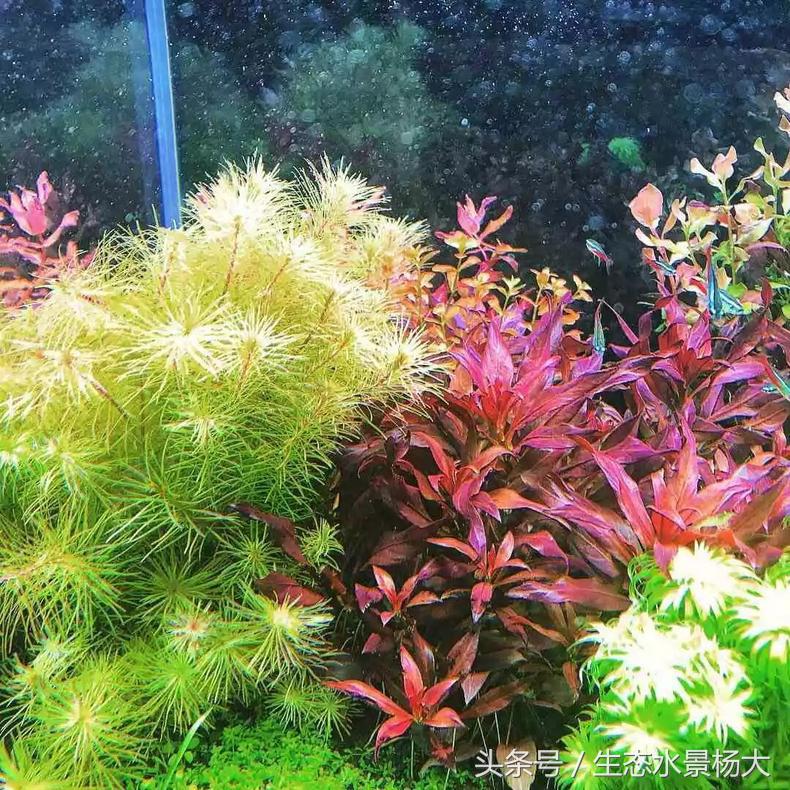 扁平形珍珠是怎么形成的,米型珍珠怎么形成的