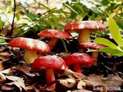 尤溪县枕头山红菇,明溪特级红菇