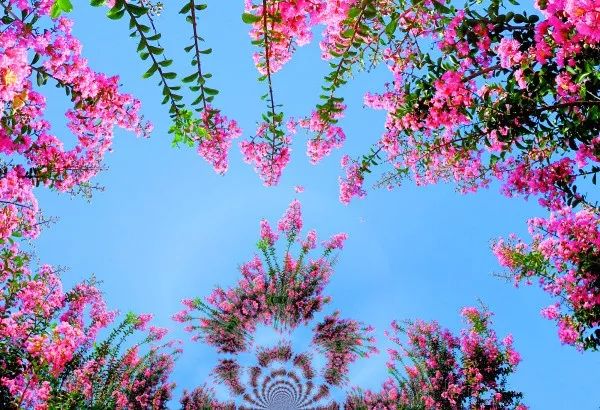 最好看的紫薇花美景,初秋靓丽的紫薇花