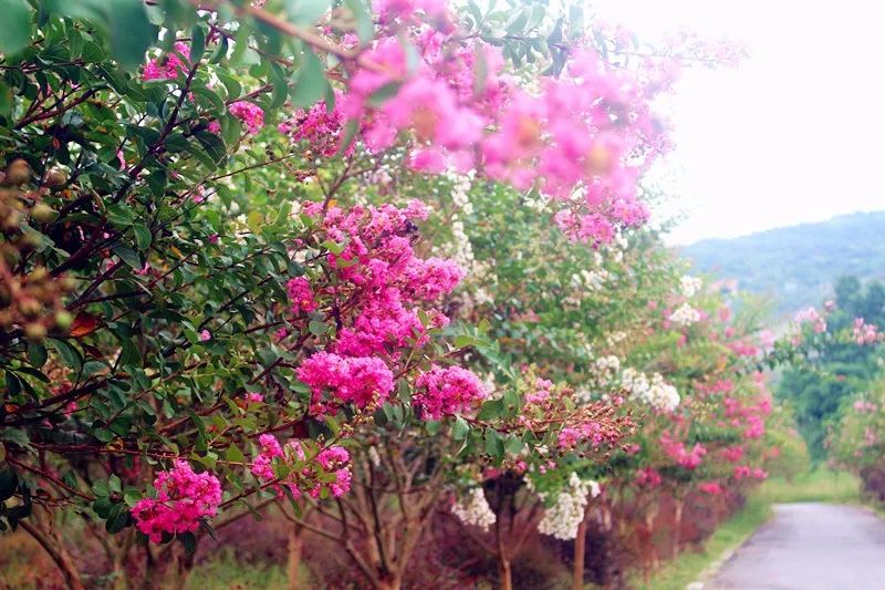 最好看的紫薇花美景,初秋靓丽的紫薇花