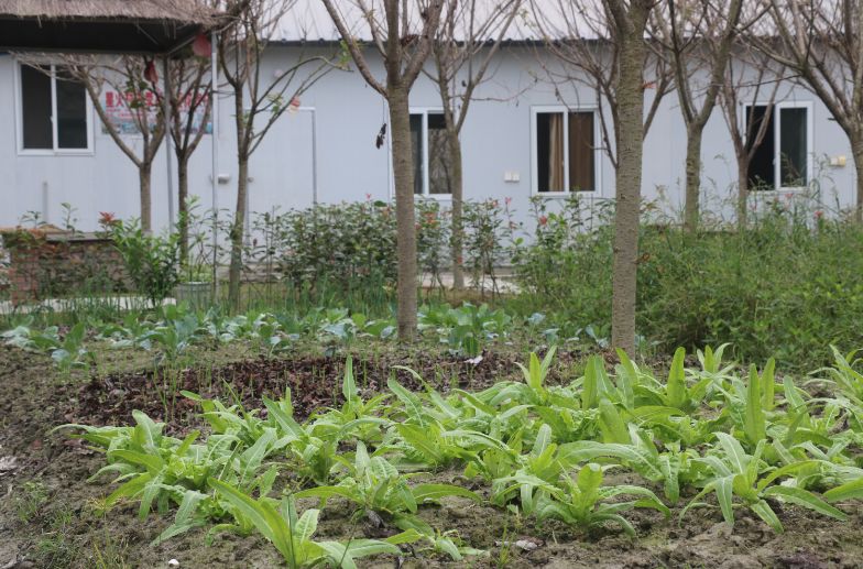 最好看的紫薇花美景,初秋靓丽的紫薇花