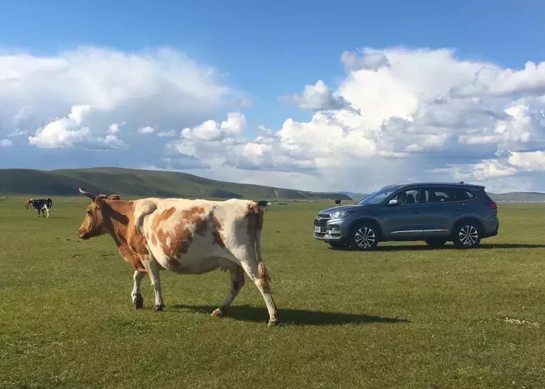 全新一代瑞虎8秘境雨林深度体验 (开19款1.6t豪华版瑞虎8自驾游)