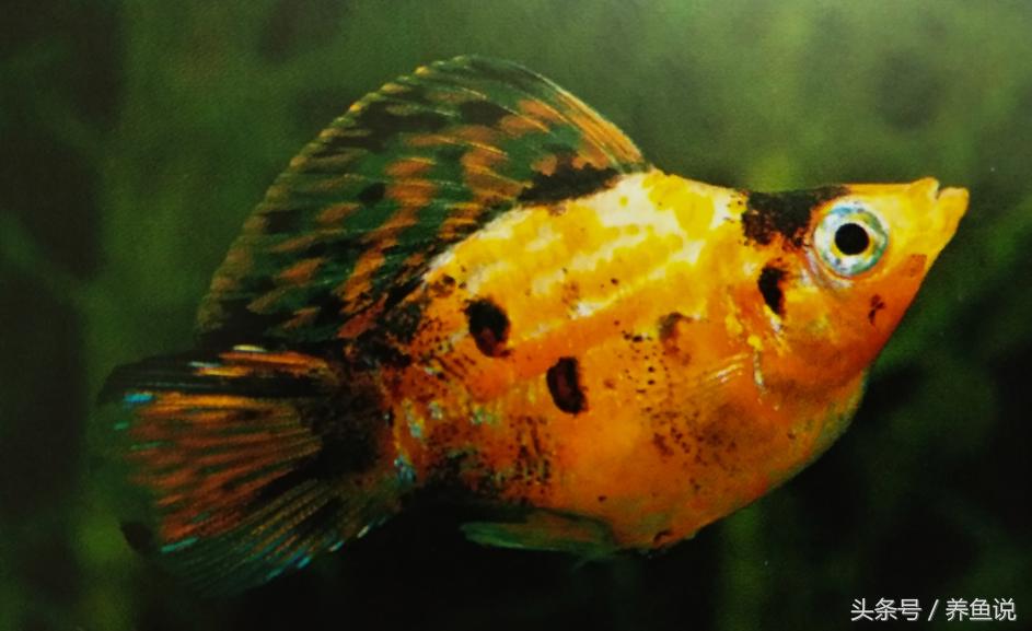 茶壶鱼观赏鱼,茶壶鱼和孔雀鱼一样吗