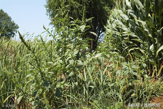 谁有林下种植艾草的经验,果园生草有秘诀