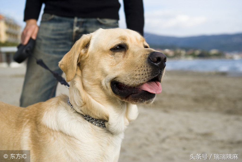 拉布拉多犬皮肤病怎么治疗,拉布拉多皮肤病最佳治疗方法