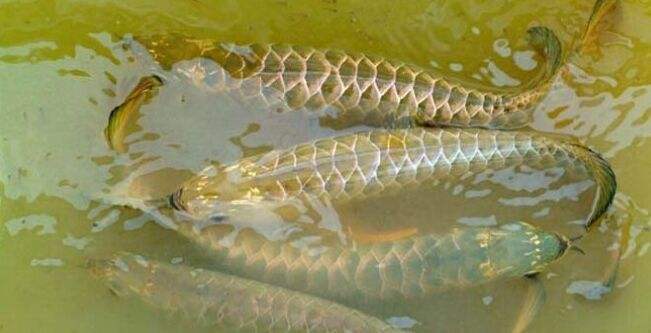 金龙鱼为什么叫金龙鱼,除了金龙鱼还有哪些龙鱼