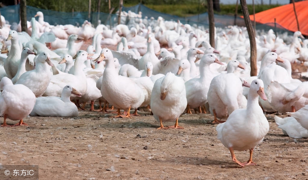 养鹅1000只一年利润和成本,养1000只鹅一年的利润是多少