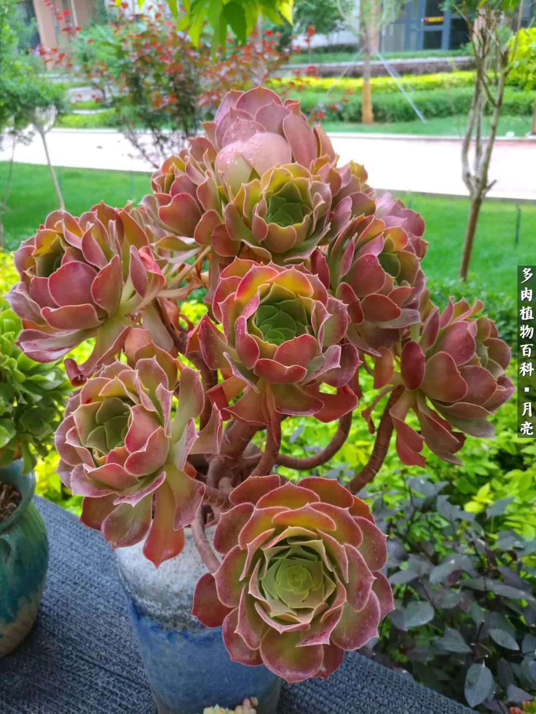 养了五年多肉没一盆“干货”？终于总结出原因了！