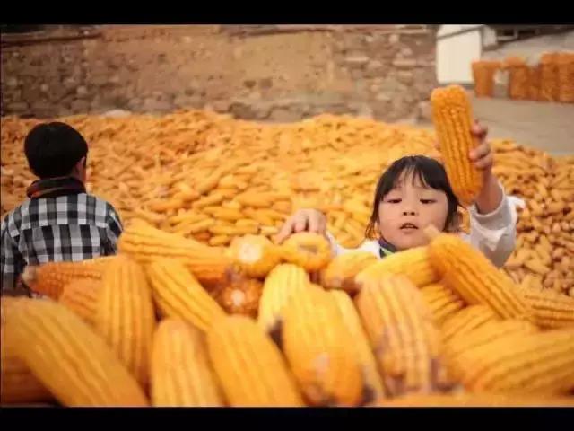 从头到尾农村小院改造的全过程,1.5亩农村小院改造经典案例