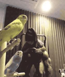 捧着仓鼠晒肌肉……这位“杀手”大叔的画风真是健身界的一股清流