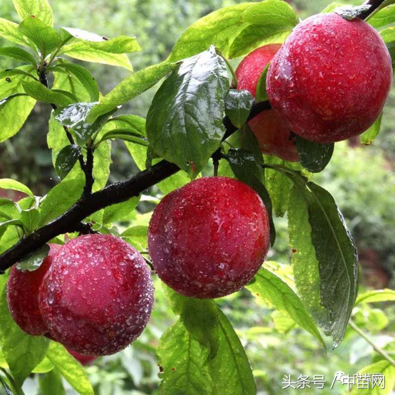 恐龙蛋李子商品果等级,早熟恐龙蛋李子几月份成熟