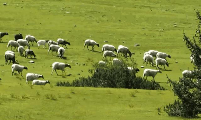 哪个星座是戏精,十足老戏骨的星座女