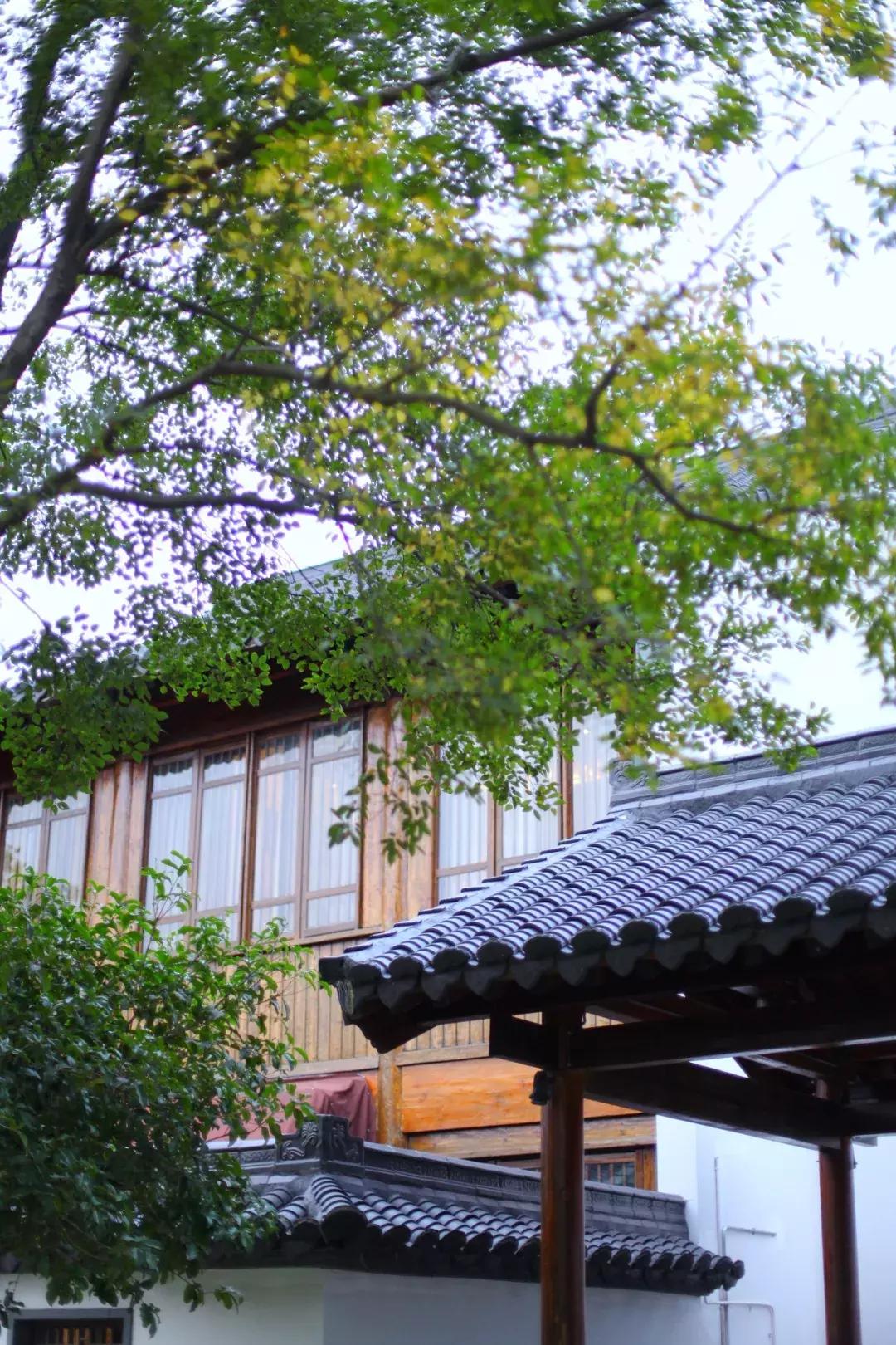 沙家浜芦苇荡游玩体验感想,沙家浜风起芦苇荡