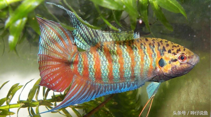 明人不说暗话下一句怎么对,明人不说暗话能有什么坏心思呢