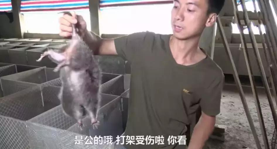 华农兄弟养竹鼠,华农兄弟养竹鼠的视频