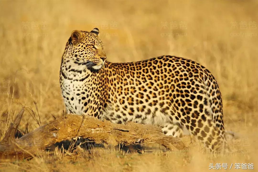 非洲大草原上五大兽之一：傲娇的花豹