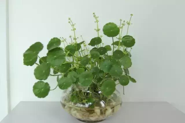 水培绿萝长青苔怎么办,水培金钱草叶子小怎么处理