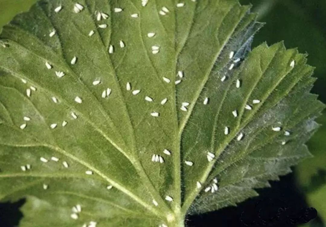 绿萝叶片怎么区分灼伤与虫害,绿萝有虫子用什么方法杀死