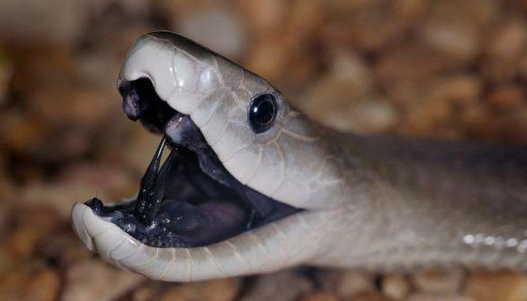 黑曼巴蛇咬大象完整视频,大象被眼镜蛇咬了有什么后果