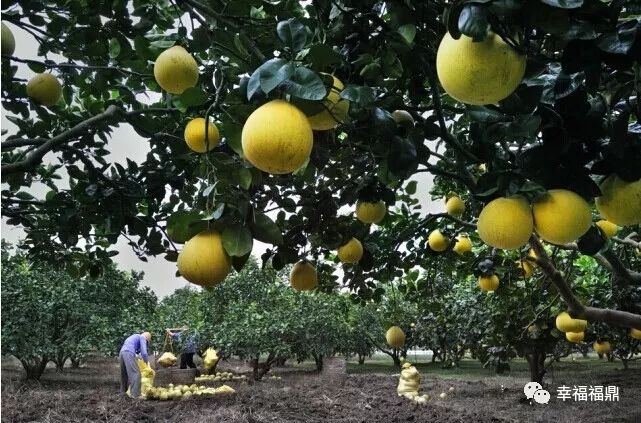 福鼎的这个足球小镇,火了!来看看它如何逆袭~