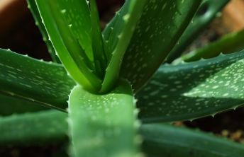 「夜听」家里养一盆，药费不用花！最安全的血管“保护伞”，太值了