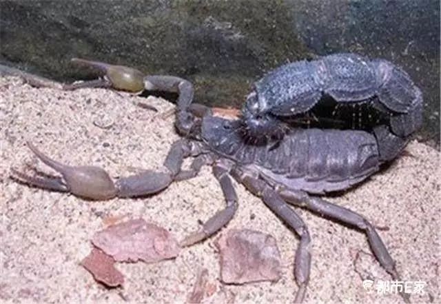 被马蜂蜇了的最快速处理办法,被马蜂蛰的100种方法